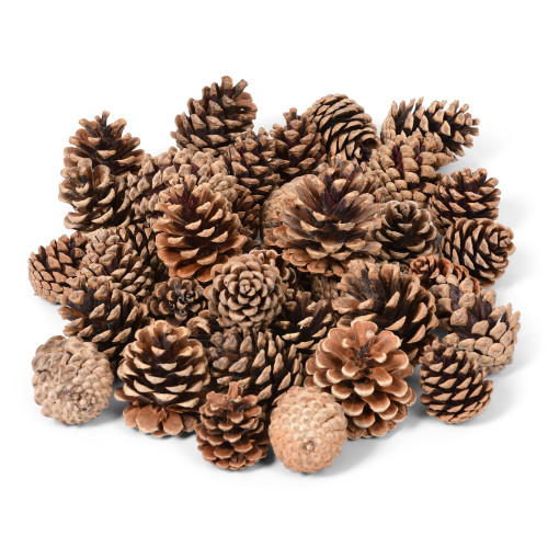 Natural Materials Set of Pine Cones
