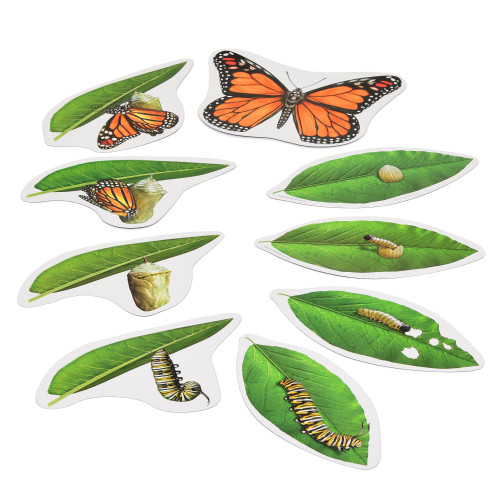 Giant Magnetic Butterfly Life Cycle Early Years Biology