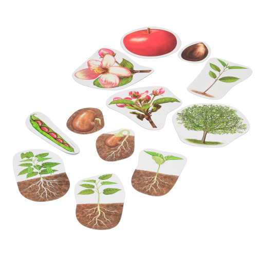 Giant Magnetic Plant Life Cycle Early Years Biology
