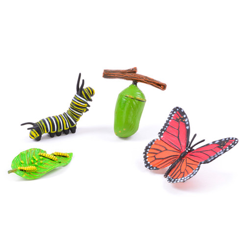 Life Cycle Of a Butterfly Early Years Biology