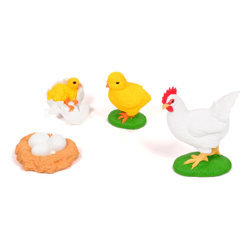 Life Cycle Of A Chicken Early Years Biology