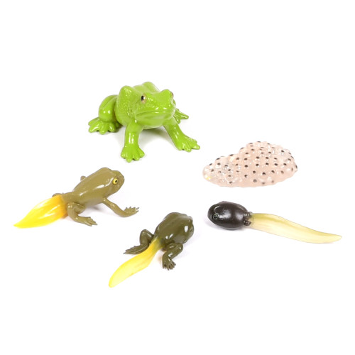 Life Cycle Of a Frog Early Years Biology