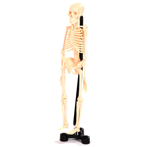 Model Skeleton for Early Years Science