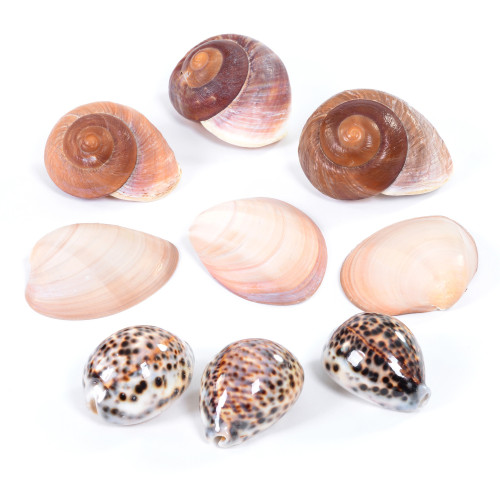 Set of Smooth Natural Shells