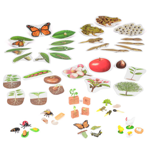 Complete Plant and Animal Life Cycles Resource Collection
